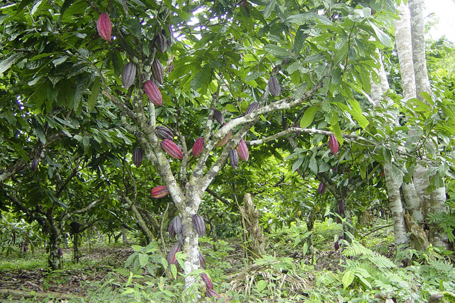La question du Cadmium dans le chocolat
